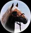horse.jpg