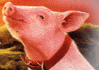 pig.gif