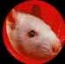 rat21a.jpg