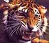 tigerm.jpg